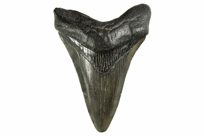 Juvenile Megalodon Tooth - South Carolina #312127